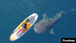 Ekowisata Hiu Paus – Wisatawan bisa berada dalam jarak sangat dekat dengan hiu paus (Dokumentasi Hiu Paus Gorontalo-Fahry Amar)