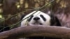FILE - Hua Mei, bayi panda di Kebun Binatang San Diego, mengintip dari balik dahan sambil menikmati bambu, 15 Agustus 2000. China berupaya mengirimkan sepasang panda raksasa baru ke Kebun Binatang San Diego. (AP/Lenny Ignelzi)