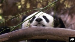 FILE - Hua Mei, bayi panda di Kebun Binatang San Diego, mengintip dari balik dahan sambil menikmati bambu, 15 Agustus 2000. China berupaya mengirimkan sepasang panda raksasa baru ke Kebun Binatang San Diego. (AP/Lenny Ignelzi)