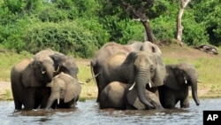 FILE - Elephants in the Chobe National Park in Botswana on March 3, 2013. In Africa's Okavango delta, drilling for oil exploration has altered the landscape.