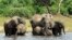 FILE - Elephants in the Chobe National Park in Botswana on March 3, 2013. In Africa's Okavango delta, drilling for oil exploration has altered the landscape.