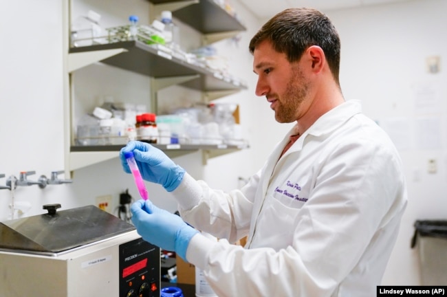 Research scientist Kevin Potts checks on a plastic plate at UW Medicine's Cancer Vaccine Institute Thursday, May 25, 2023, in Seattle. (AP Photo/Lindsey Wasson)