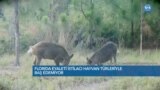Florida İstilacı Hayvan Türleriyle Baş Edemiyor