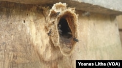 Aktivitas lebah madu Trigona di salah satu kotak sarang lebah milik warga di dusun Tamanjeka, desa Masani, Kabupaten Poso, Sulawesi Tengah, Minggu, 14 Januari 2024. (Foto : VOA/Yoanes Litha)