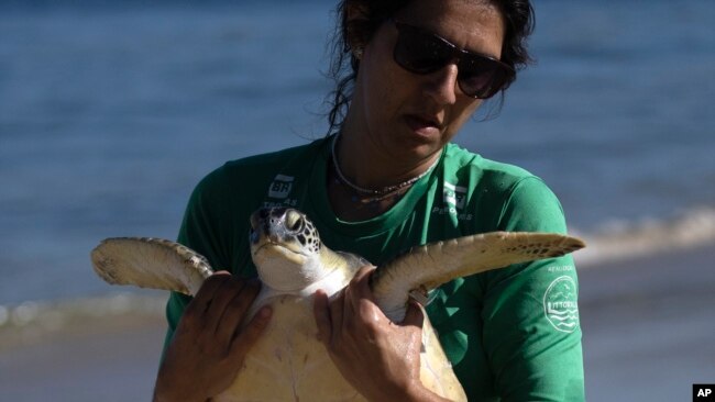 FILE - A volunteer carries a Green Sea Turtle after it was caught temporarily at a feeding site on Itaipu Beach in Niteroi, Brazil, May 24, 2023. Nearly half of the world's migratory species are in decline, according to a new UN report, Feb. 12, 2024.