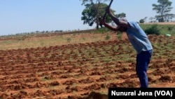 Banket Farmer Richard Kapungu Preparing His Land With Cow Manure