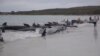 50多头鲸鱼在澳大利亚集体搁浅后死亡