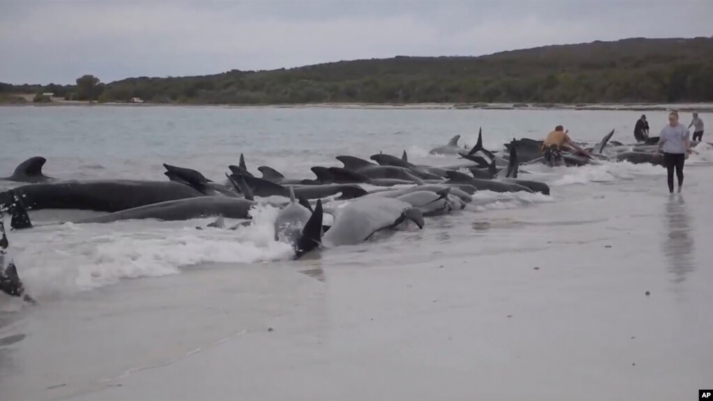 2023年7月25日，有近100头领航鲸自己冲向西澳大利亚海滩并搁浅在岸上。尽管野生动物专家试图竭力挽救它们，但到7月26日早上大约有50头领航鲸已经死亡。(photo:VOA)