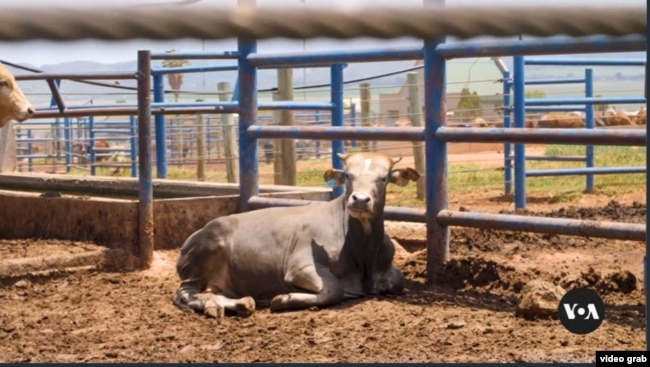Suasana peternakan sapi di dekat kota Johannesburg, Afrika selatan. (VOA Videograb)