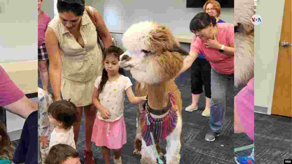 Las alpacas disfrutaron con los niños que llegaron hasta la biblioteca de Manassas en Virginia y no solo se dejaban acariciar sino también posaban con gusto para las fotos.&nbsp;