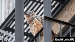 Flaco perches on a railing in New York, Jan. 3, 2024. By day, the owl lounges in Manhattan's courtyards, parks and fire escapes. At night, he hoots atop water towers and preys on the city’s rats. (Courtesy David Lei via AP)