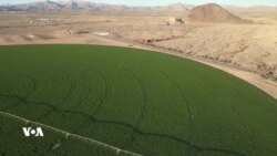 ناکۆکییەکان لەسەر ئاوی ژێر زەوی لە ویلایەتی ئەریزۆنا بۆ چاندنی ڕووەکی ئەلفەلفا ( وێنجە) بۆ ئاژەڵانی سعودیە 