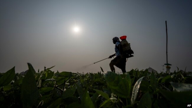 FILE - Farm worker Bhaskar Rao sprays natural pesticide at a farm belonging to Meerabi Chunduru, an avid practitioner and advocate of natural farming techniques, in Aremanda village, India, Feb. 11, 2024.