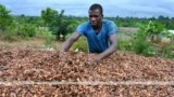 Axel Emmanuel ye chocola dilabaga ye, Cote D'Ivoire