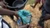 资料照片：2017年4月10日，加纳南部基比地区的一名非法淘金者使用汞来检查河沙中的黄金成分。（法新社照片）