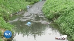 Gabon : campagne de restauration des mangroves