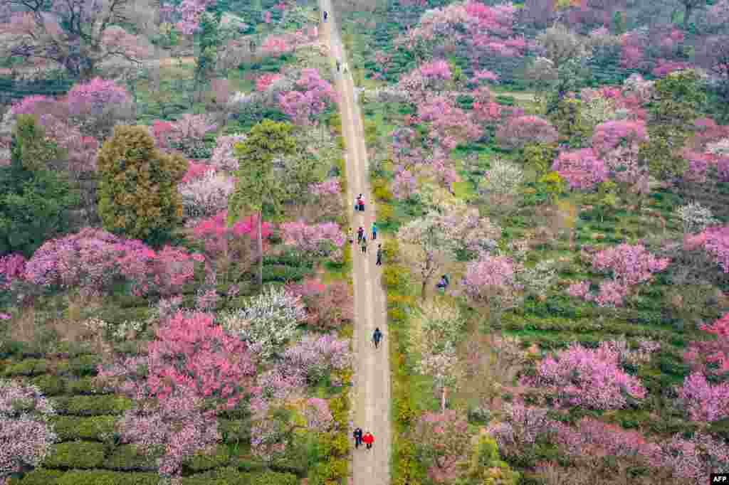 An aerial view shows people walking past plum blossoms in Nanjing, in China&#39;s eastern Jiangsu province.