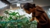 Kitty Chopaka, who advocates for cannabis and has a shop in Bangkok, examines some cannabis plants, Sept. 25, 2023. (Tommy Walker/VOA) 