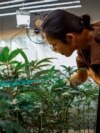 Kitty Chopaka, who advocates for cannabis and has a shop in Bangkok, examines some cannabis plants, Sept. 25, 2023. (Tommy Walker/VOA) 