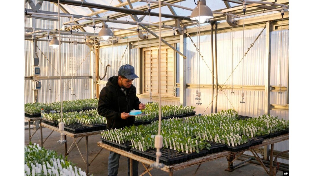 Angel Dias, Kontraktor Independen, bekerja di rumah kaca dengan tanaman guayule di perkebunan Bridgestone Bio Rubber di Eloy, Arizona, 5 Februari 2024, . (AP/Ross D. Franklin)