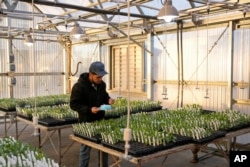 Angel Dias, Kontraktor Independen, bekerja di rumah kaca dengan tanaman guayule di perkebunan Bridgestone Bio Rubber di Eloy, Arizona, 5 Februari 2024, . (AP/Ross D. Franklin)