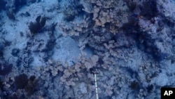 This image provided by the National Oceanic and Atmospheric Administration shows dead elkhorn coral on Feb. 9, 2024, at Carysfort Reef, northeast of Key Largo, Florida.