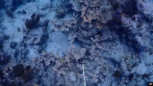 This image provided by the National Oceanic and Atmospheric Administration shows dead elkhorn coral on Feb. 9, 2024, at Carysfort Reef, northeast of Key Largo, Fla.