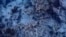This image provided by the National Oceanic and Atmospheric Administration shows dead elkhorn coral on Feb. 9, 2024, at Carysfort Reef, northeast of Key Largo, Florida.