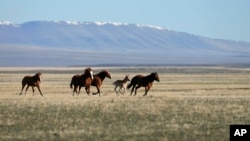 FILE - Wild horses gallop on the Fort McDermitt Paiute-Shoshone Indian Reservation on April 25, 2023, near McDermitt, Nev.