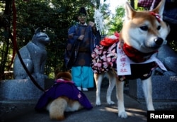 Shinto priest Yoshinori Hiraga conducts a prayer for pet dogs during a Shichi-Go-San blessing at Zama Shrine in Zama, Kanagawa Prefecture, near Tokyo, Japan, November 14, 2023. (REUTERS/Kim Kyung-Hoon)