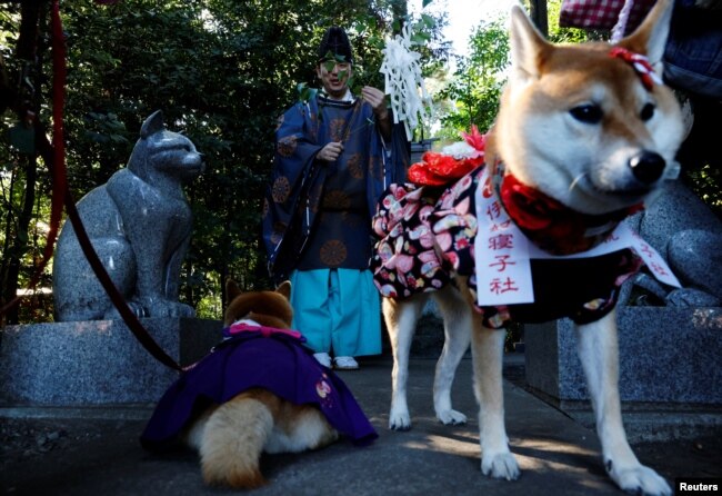 Shinto priest Yoshinori Hiraga conducts a prayer for pet dogs during a Shichi-Go-San blessing at Zama Shrine in Zama, Kanagawa Prefecture, near Tokyo, Japan, November 14, 2023. (REUTERS/Kim Kyung-Hoon)