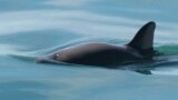 FILE - This undated file photo provided by The National Oceanic and Atmospheric Administration shows a vaquita porpoise. Illegal fishing for the endangered totoaba fish also endangers the porpoise.