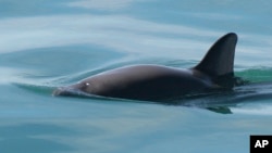 FILE - This undated file photo provided by The National Oceanic and Atmospheric Administration shows a vaquita porpoise. Illegal fishing for the endangered totoaba fish also endangers the porpoise.
