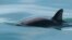 FILE - File foto tak bertanggal yang disediakan The National Oceanic and Atmospheric Administration ini menunjukkan lumba-lumba vaquita. (Paula Olson/NOAA via AP)
