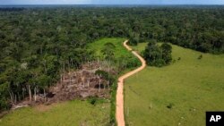 FILE - Cows roam an area recently deforested in the Chico Mendes Extractive Reserve, Acre state, Brazil, Dec. 6, 2022.