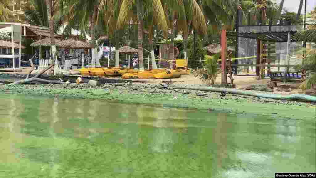 La presencia del &quot;verdín&quot; se deja ver como si se tratara de una mancha aceitosa sobre la superficie de las aguas del Lago de Maracaibo, en sus costas del norte.