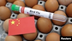 中国国旗、禽流感试剂与鸡蛋图示