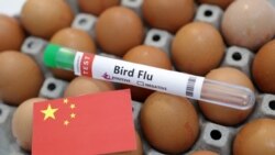 中國一禽流感患者去世，專家：H3N8病毒人際感染力不強但風險很高