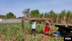 Krishan Pal loads his sugar cane onto a cart in Didoli village in Uttar Pradesh, India, April 3, 2024. (Anjana Pasricha/VOA)