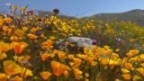 'Wisata Minim Kontak' Menyambut Kembalinya Fenomena "Super Bloom"