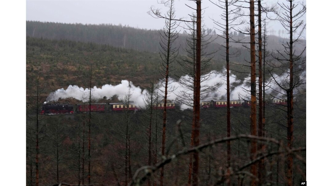 Kereta uap melewati hutan 'Harz', yang dirusak oleh kumbang kulit kayu, dekat gunung Brocken setinggi 1.142 meter (3.743 kaki) di Drei Annen Hohne, Jerman, Kamis, 21 Desember 2023. (AP/Matthias Schrader )