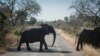 Seekor gajah melintasi jalan di Taman Nasional Kruger, Afrika Selatan, Rabu 29 Juli 2020. (Foto: AP)