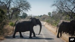 Seekor gajah melintasi jalan di Taman Nasional Kruger, Afrika Selatan, Rabu 29 Juli 2020. (Foto: AP)