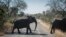 Seekor gajah melintasi jalan di Taman Nasional Kruger, Afrika Selatan, Rabu 29 Juli 2020. (Foto: AP)