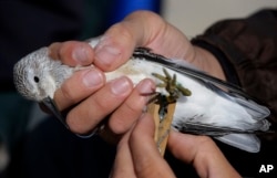 FILE - A researcher uses a clothes hanger to secure a geo-locator in place on the leg of a Red Knot shore bird while the glue dries on the north end of Nauset Beach in Eastham, Mass., Sept. 17, 2013.