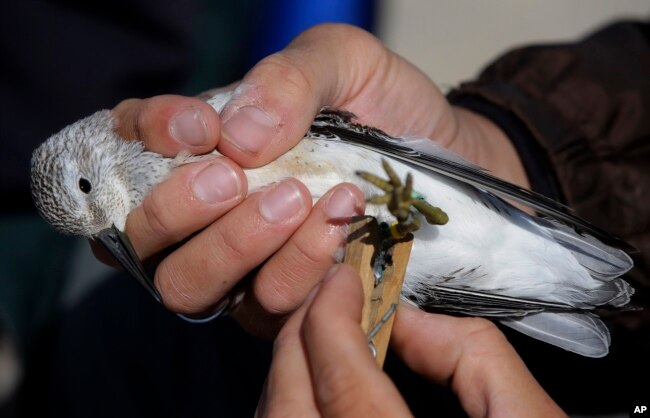FILE - A researcher uses a clothes hanger to secure a geo-locator in place on the leg of a Red Knot shore bird while the glue dries on the north end of Nauset Beach in Eastham, Mass., Sept. 17, 2013.