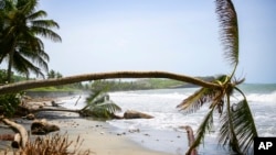 Palm trees wilt after being uprooted by Hurricane Beryl in St. Patrick, Grenada, July 2, 2024.