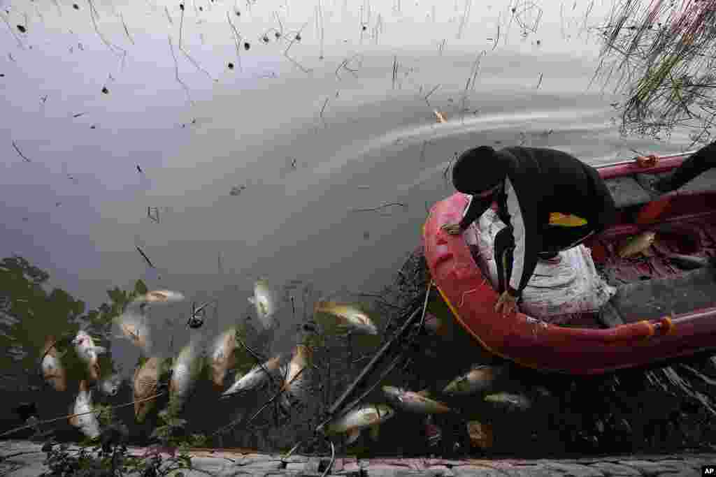 A wildlife worker removes dead fish from the Mansar lake, situated about 50km (31 miles) east of Jammu, India.&nbsp;According to&nbsp; a local wildlife official, an estimated 2,000 dead fish have been discovered in the lake over the last four days, likely caused by fish swallowing hailstones. (AP Photo/Channi Anand)