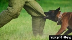পাবনায় কুকুরের কামড়ে কয়েক ঘন্টায় আহত শতাধিক, ভ্যাকসিন সংকট। (প্রতীকী ছবি) 