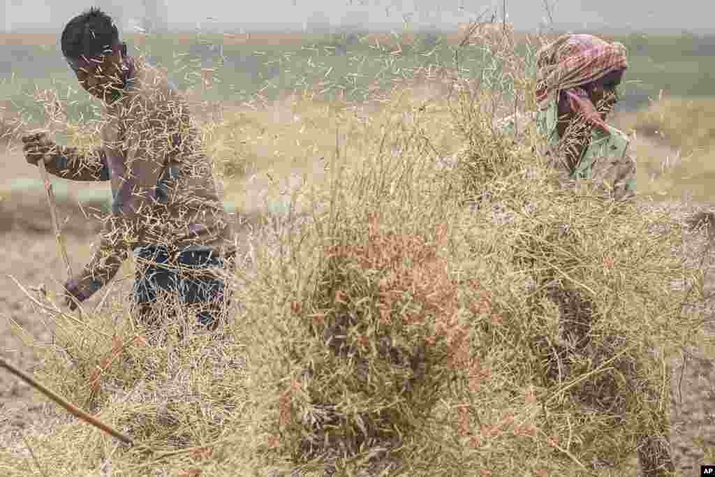 A woman and a man thresh harvested mustard on the outskirts of Guwahati, India.